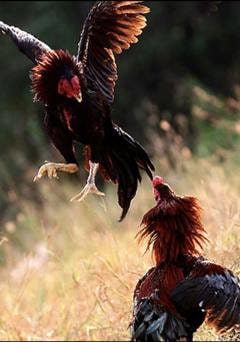 ดูไก่ชนออนไลน์-ฟรี